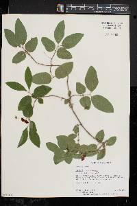 Lonicera canadensis image