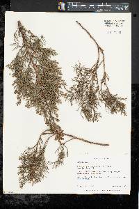 Image of Widdringtonia nodiflora
