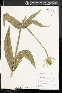 Dipsacus fullonum image