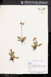 Hieracium × flagellare image