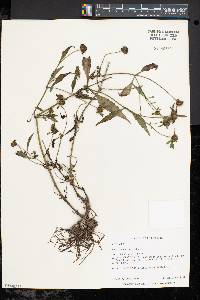 Bidens connata image