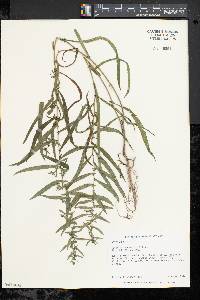 Image of Aster racemosus