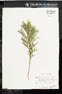 Dendrolycopodium hickeyi image