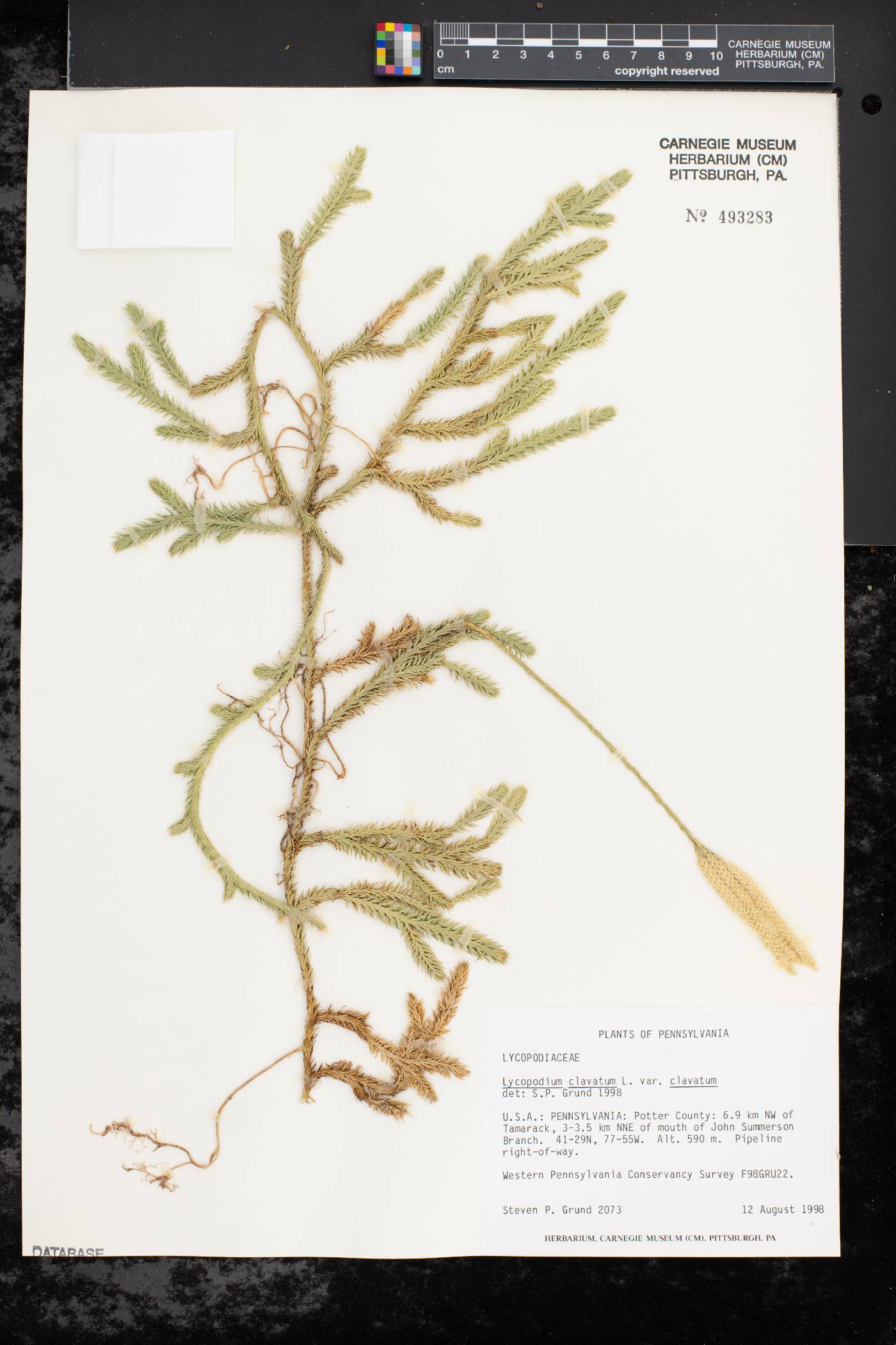 Lycopodium clavatum var. clavatum image