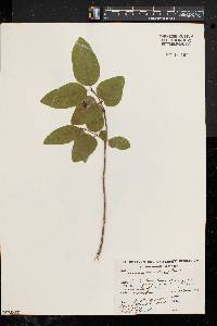 Lonicera canadensis image