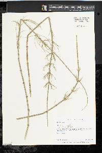 Equisetum fluviatile image