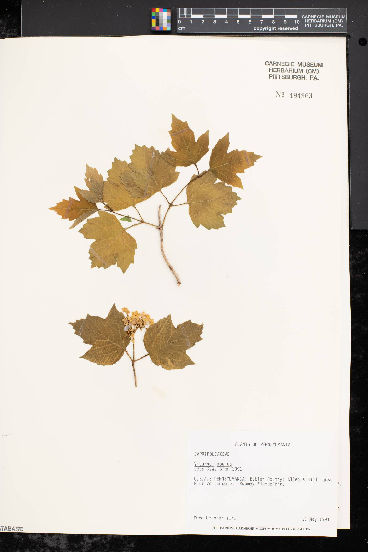 Viburnum opulus var. opulus image