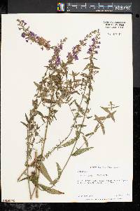 Lythrum virgatum image