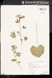 Malva alcea image