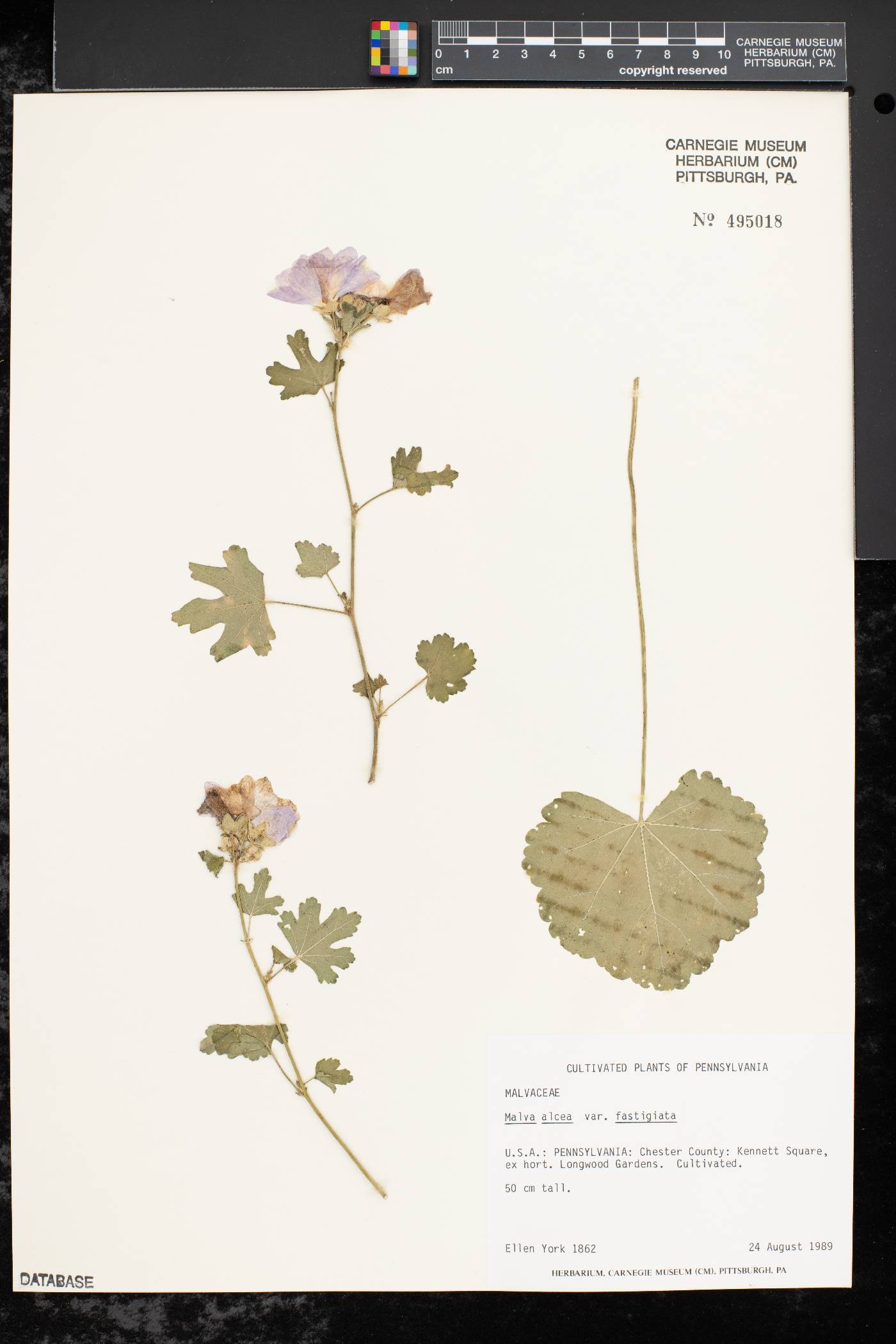 Malva alcea subsp. alcea image