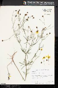 Coreopsis verticillata image