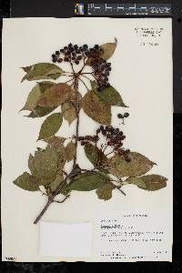 Viburnum lentago image