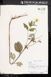 Helianthus strumosus image