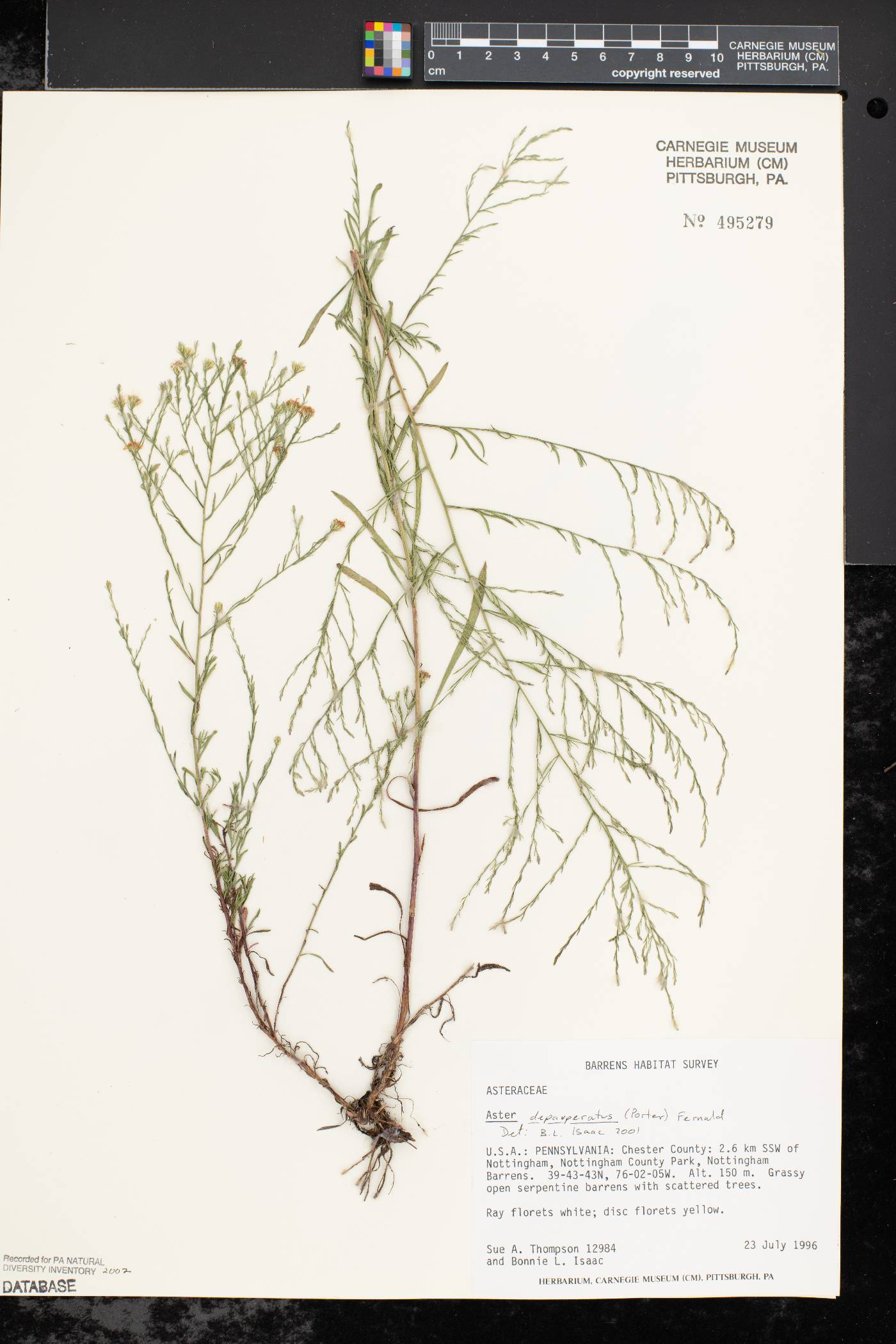 Aster depauperatus image