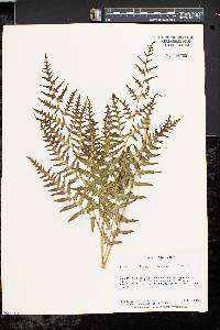 Pteridium aquilinum var. latiusculum image