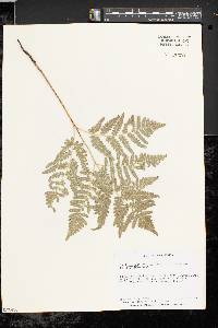 Pteridium aquilinum var. latiusculum image