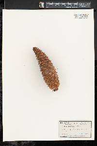 Pinus australis image