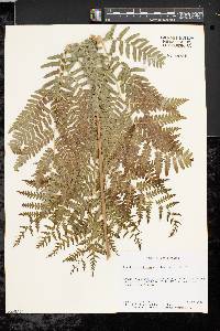 Pteridium aquilinum var. latiusculum image