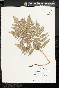 Pteridium aquilinum var. latiusculum image