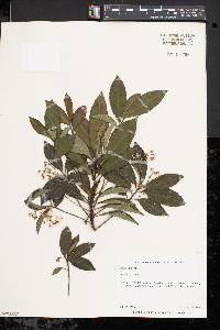 Ardisia crenata image