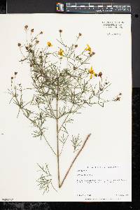 Coreopsis verticillata image