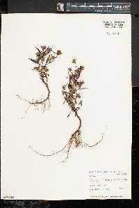 Bidens connata var. petiolata image