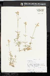 Cerastium arvense image