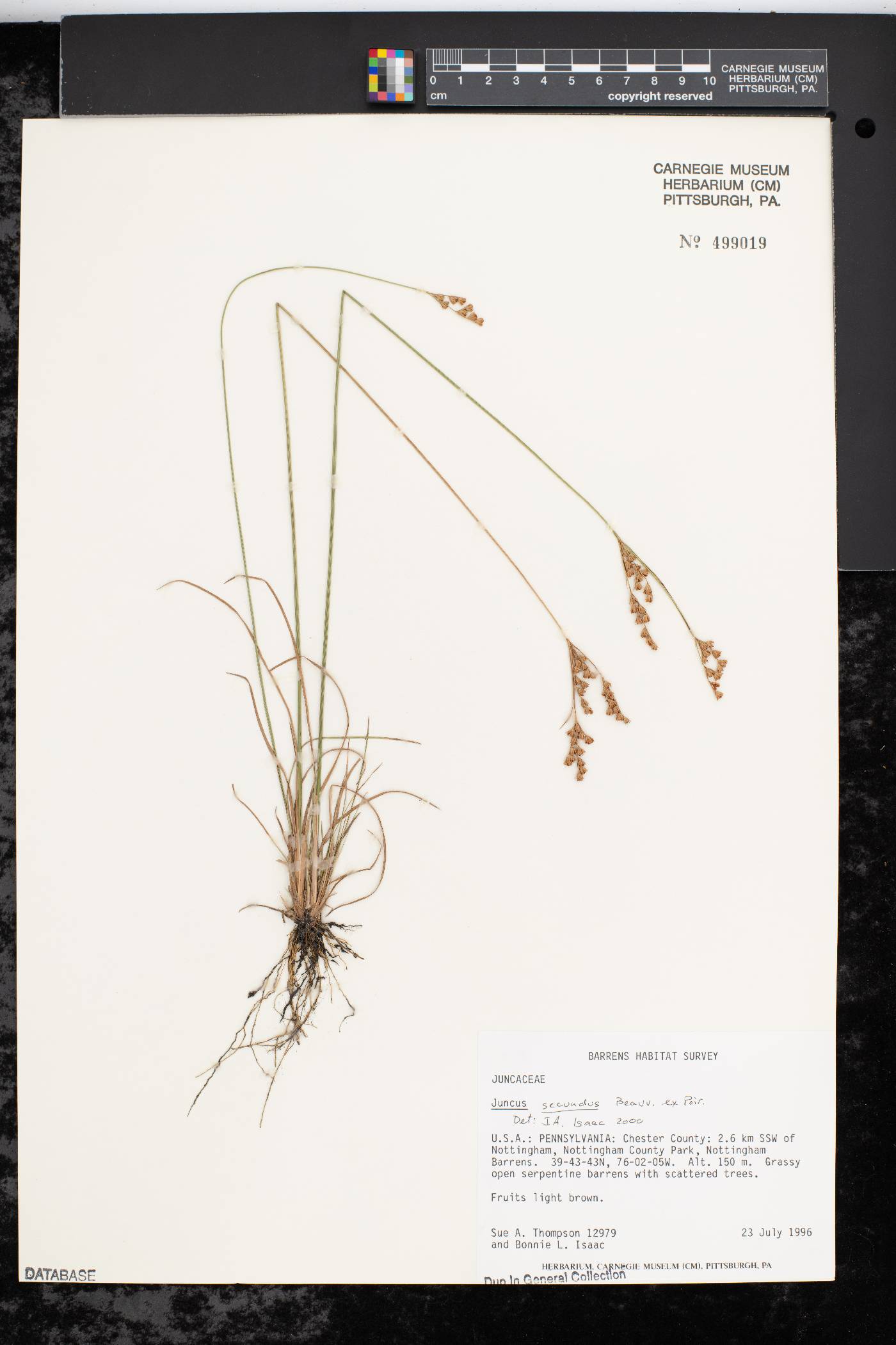 Juncus secundus image