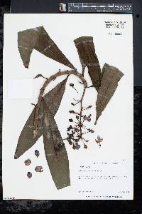 Dichorisandra thyrsiflora image
