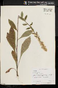 Solidago bicolor image