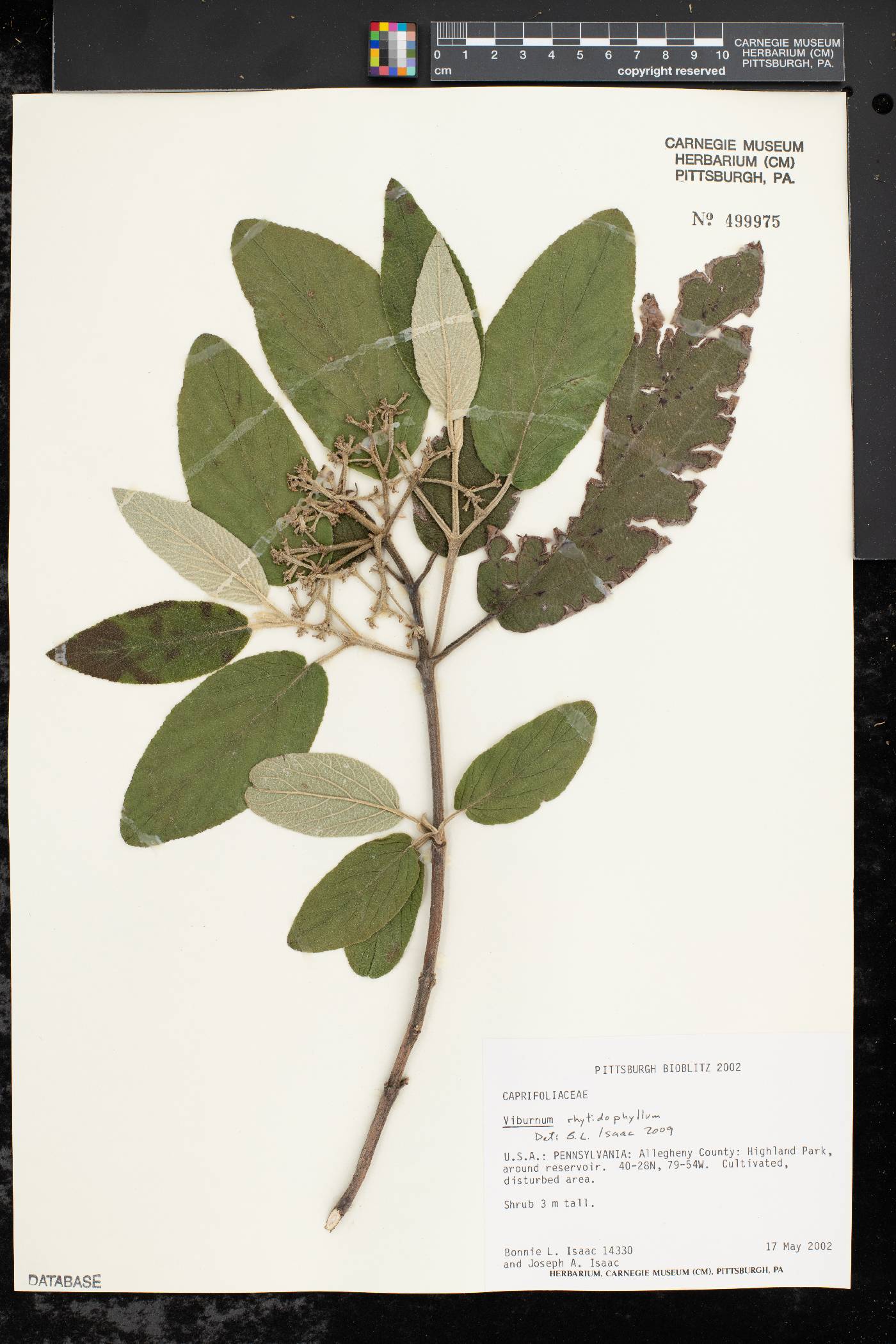 Viburnum rhytidophyllum image