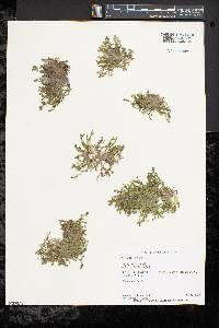 Selaginella apoda image