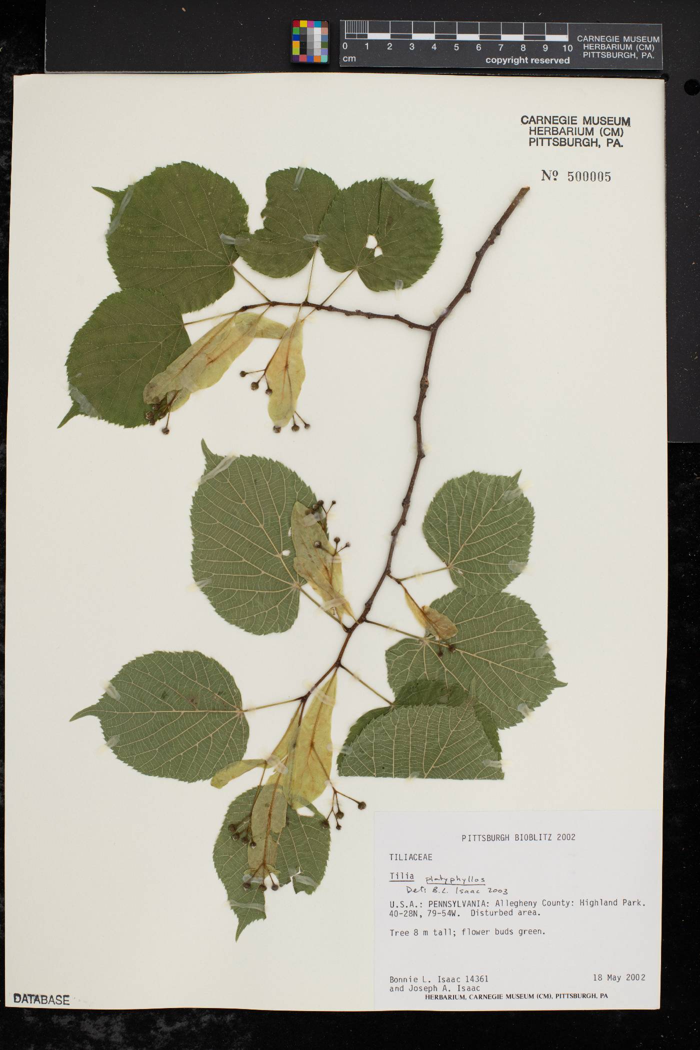 Tilia platyphyllos image