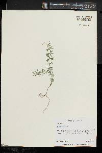 Galium concinnum image