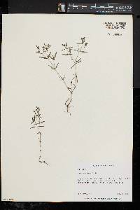 Houstonia longifolia image