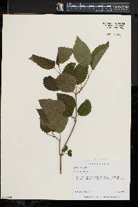 Viburnum dentatum var. lucidum image