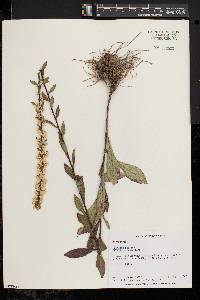 Solidago bicolor image