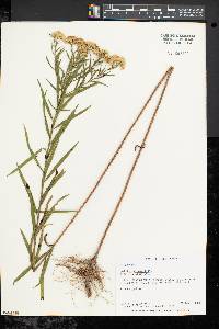 Solidago graminifolia image