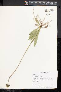 Hieracium caespitosum image