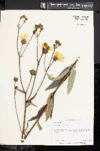 Silphium asteriscus image