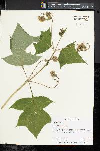 Polymnia canadensis image