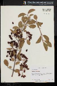 Viburnum cassinoides image