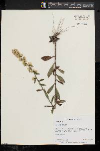 Solidago bicolor image