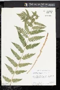 Dryopteris clintoniana image