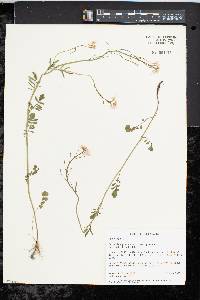 Cardamine pratensis image