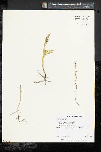 Botrychium matricariifolium image