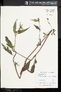 Bidens connata image