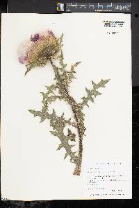 Cirsium pumilum image