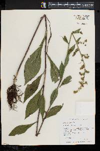 Solidago patula image