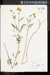 Bidens trichosperma image